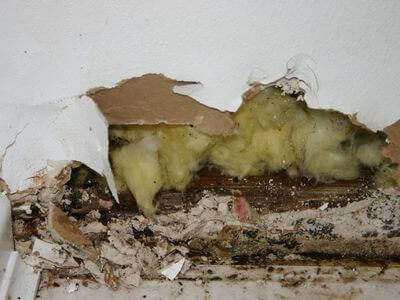 About Krum Black Mold Removal - black mold removal experts in Krum